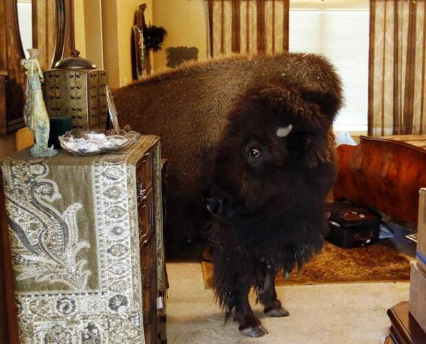 Interesting pictures with animals 16