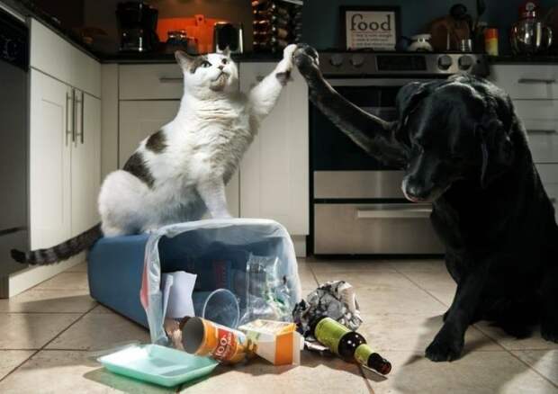 Выходки котов, которые почему-то им сходят с лап Выходки котов, которые почему-то им сходят с лап
