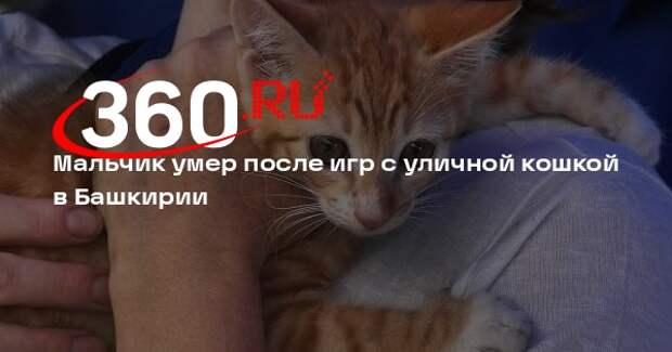 «Башинформ»: 9-летний мальчик заразился бешенством от уличной кошки