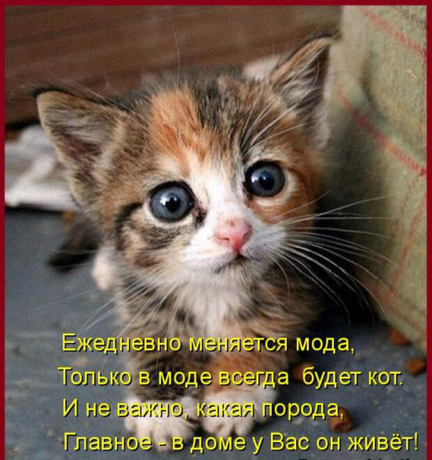 Без кота жизнь не та (27 фото) Без кота жизнь не та (27 фото)