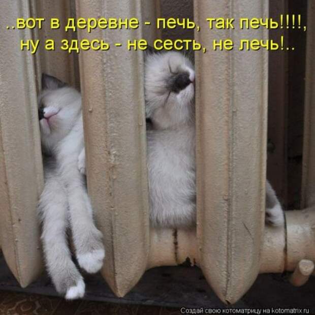 Лучшие котоматрицы недели (28 шт)