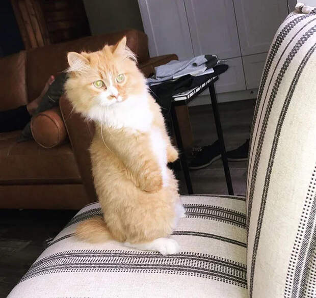 Без кота и жизнь не та