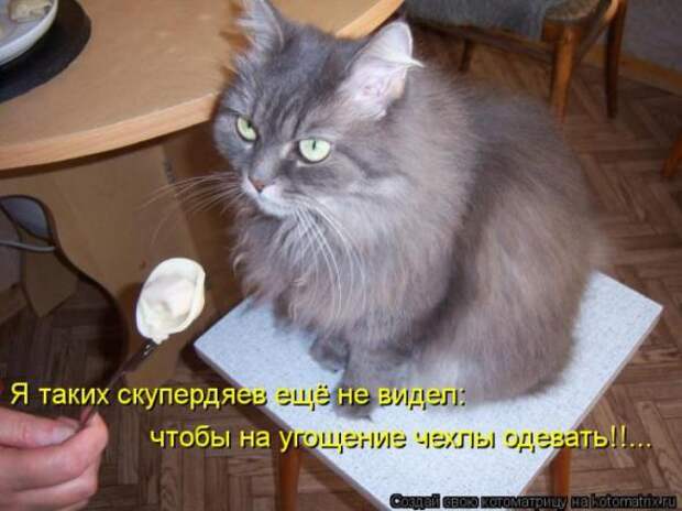 Котоматрицы(картинки с надписями)