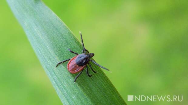 Первая помощь при укусах змей, клещей и собак: рекомендации специалиста Пироговского Университета