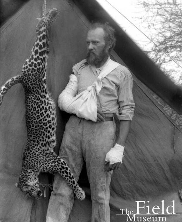 Известный борец за охрану природы, анималист и биолог Карл Эйкли с напавшим на него леопардом, которого он убил голыми руками, 1896 год  знаменитости, история, фото