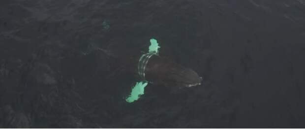 В Мурманской области разворачивается целая операция: спасают краснокнижного кита, запутавшегося в сетях