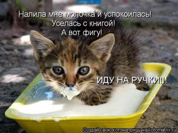 Котоматрицы(картинки с надписями)