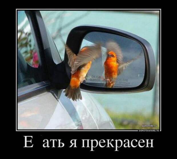 Немного новых демотиваторов