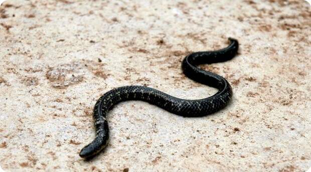 Щитохвостка Фипсона (лат. Uropeltis phipsonii)
