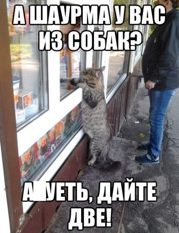 Смешные фото приколы и мемы с котами и кошками Смешные фото приколы и мемы с котами и кошками животные, коты, прикол, юмор