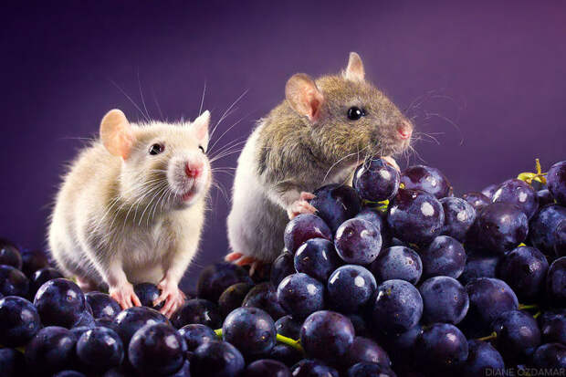 Добро пожаловать в страну винограда! Оздамар, грызун, животные, крыса, портрет, проект, съемка, фото