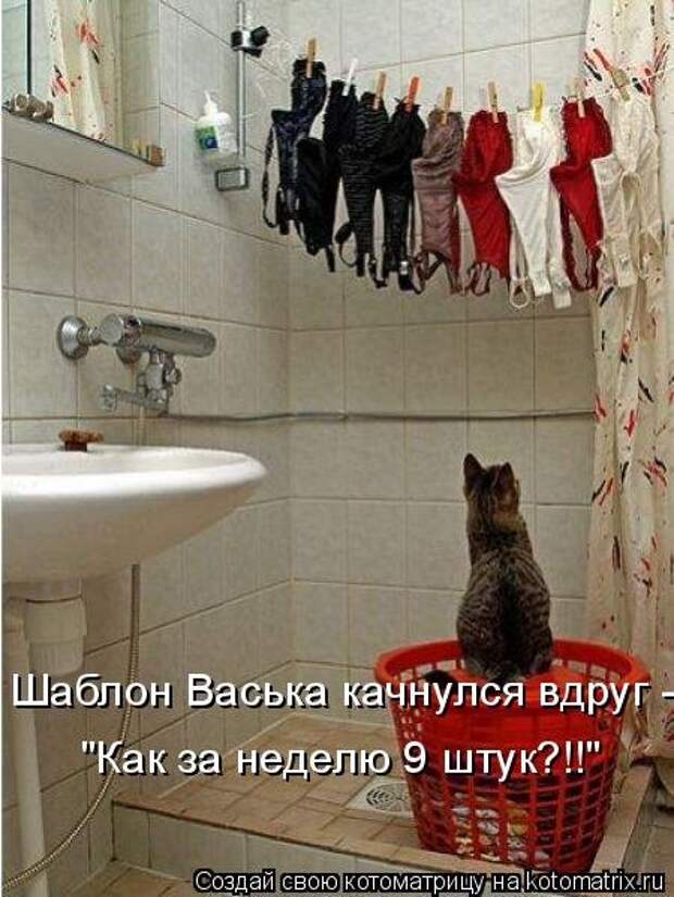 Новая котоматрица для всех (22 фото)