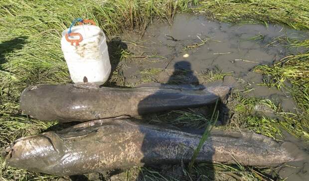 Нижегородец поймал двух гигантских сомов