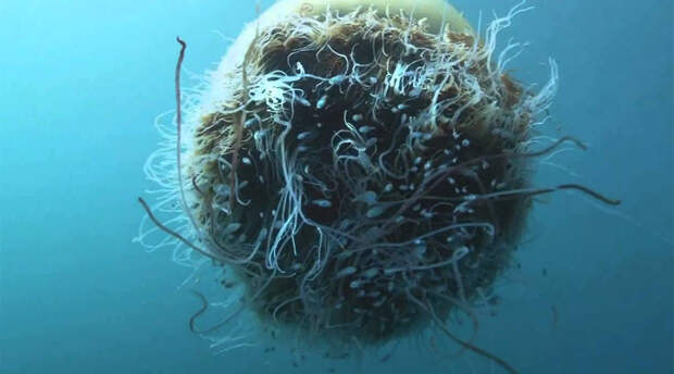 Немопилема номура Настоящее чудовище Японского моря. Диаметр Номуры — 2 метра, а вес 220 килограммов. С 2005 года медузы повадились зачем-то атаковать рыбаков, рискнувших выйти на промысел в утлых суденышках.