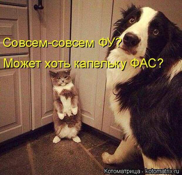 Котоматрицы(картинки с надписями)