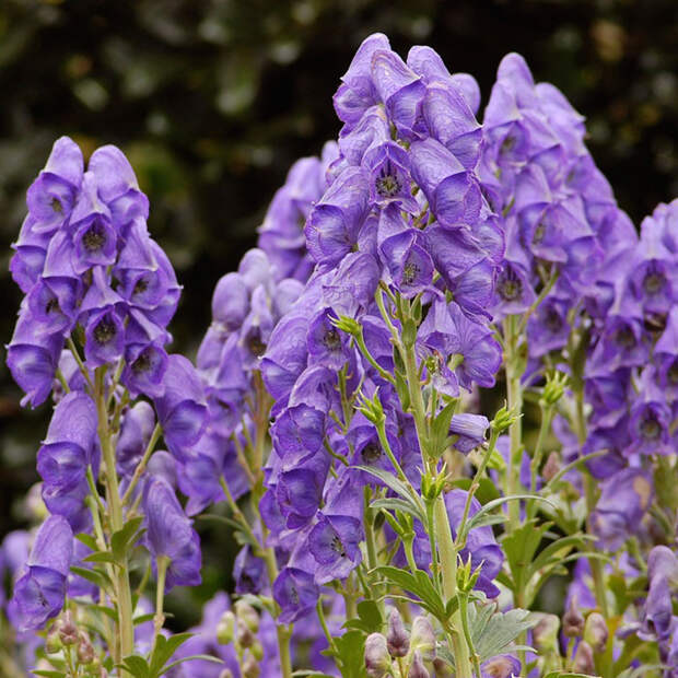 Многолетний садовый цветок Аконит (Aconitum)