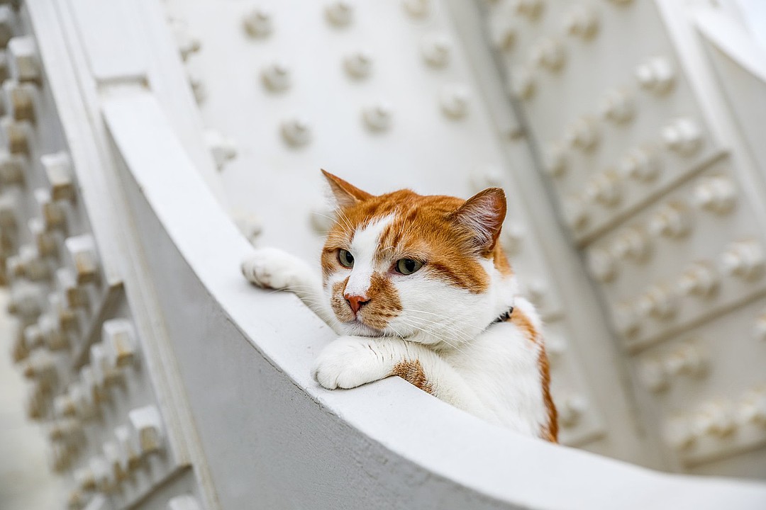 В столовую хочу - котлеты дегустировать. Фото: Кот Моста/VK 
