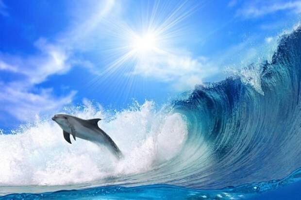 Дельфины — самые интеллектуальные существа