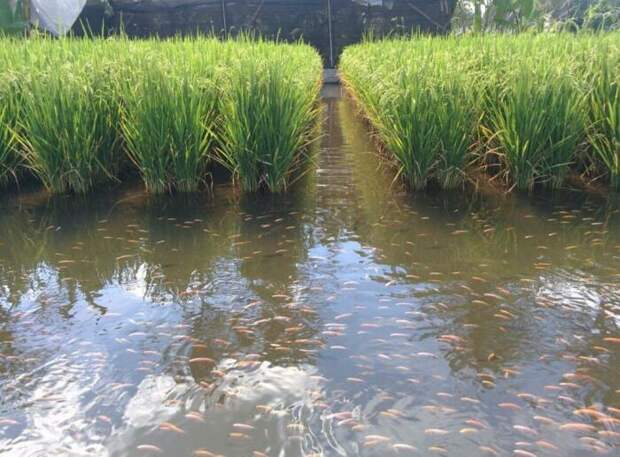 Зачем на рисовые поля запускают рыбу? Рис, Рисовые поля, Рыба, Выращивание, Интересное, Для чего?, Познавательно, Длиннопост, Зачем