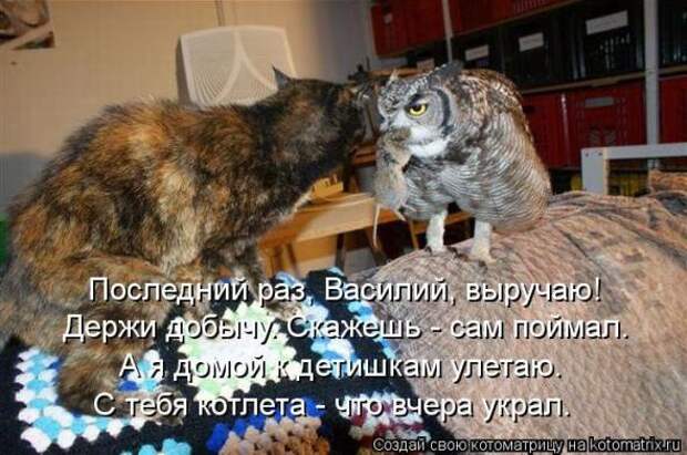 Котоматрицы (картинки с надписями)