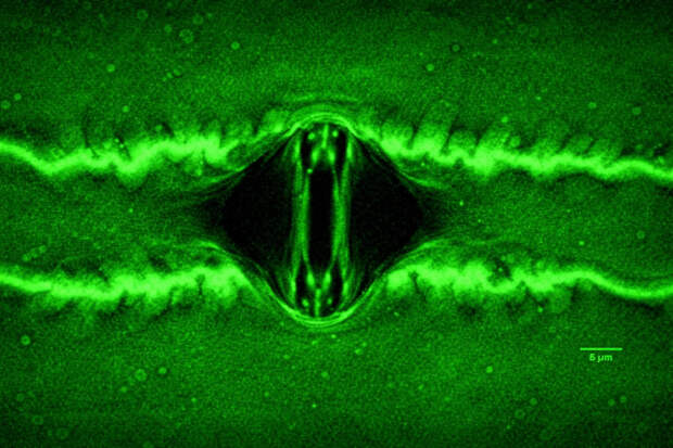 Растения «дышат» — учёные впервые зафиксировали газообмен