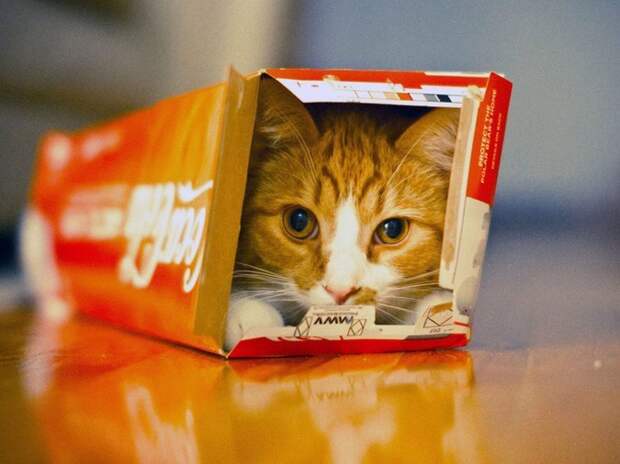 кот влез в коробку
