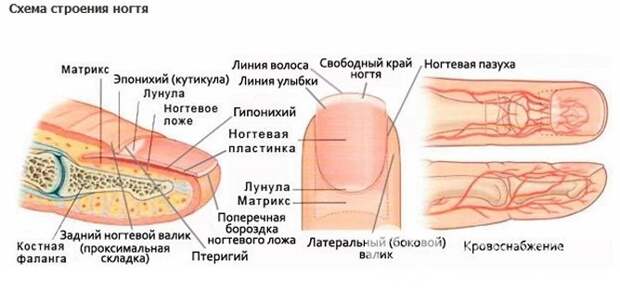 Образование подногтевой гематомы в результате ушиба связано с анатомическим особенностями строения пальцев