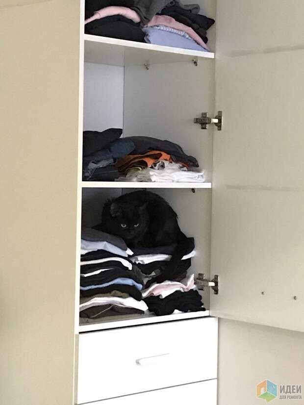 открыв шкаф нашла кота!