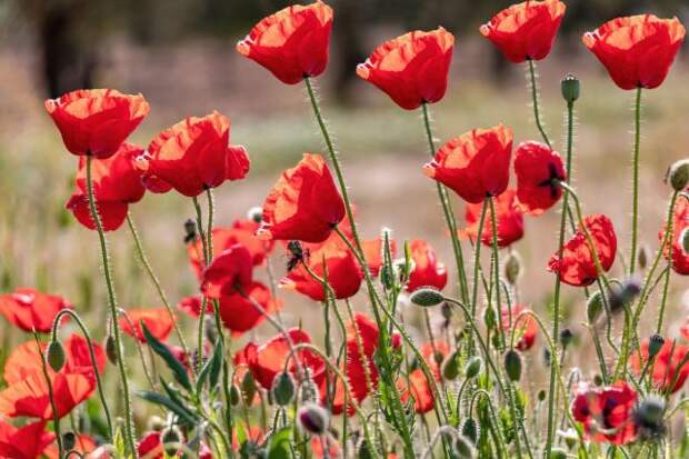 Мак самосейка (Papaver rhoeas)