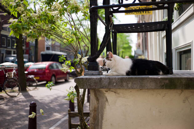 Кот, города котиков