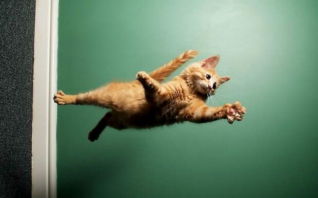 Картинки по запросу кот прыгает