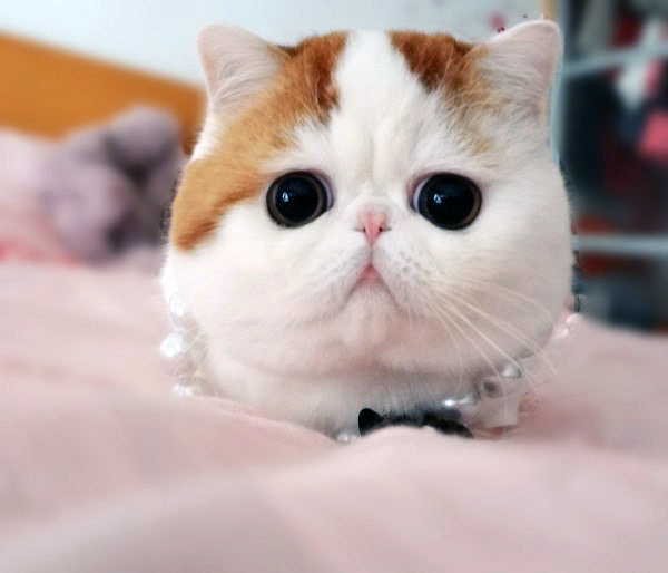 Кот Снупи - звезда интернета. Фото