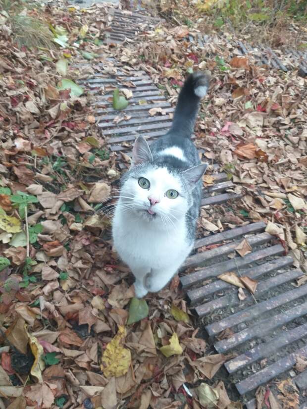 кот на улице