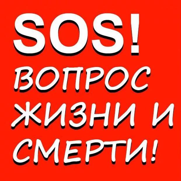 Как никогда просим вас о помощи!!! Эти малыши пропадают в пустом садоводстве...А из леса приходят лисы...