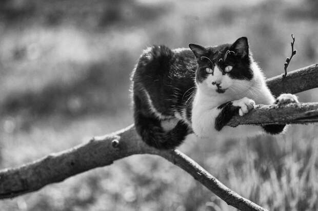 monorail_cats_photos_sabrina_boem_12.jpg