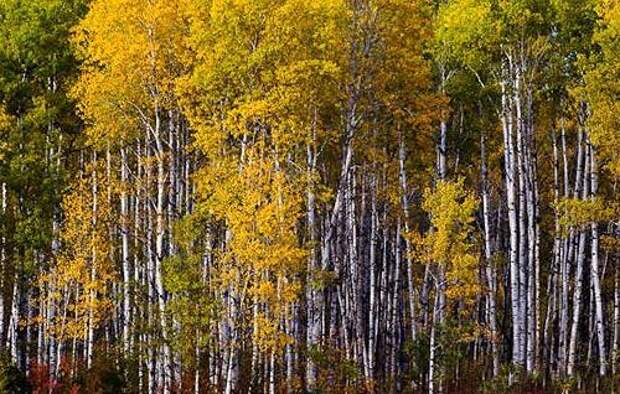 http://rosdrevo.ru/images/stories/content/interesting/09_potryas/1300276352_13-pando.jpg