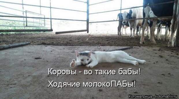Лучшие котоматрицы недели (50 фото)