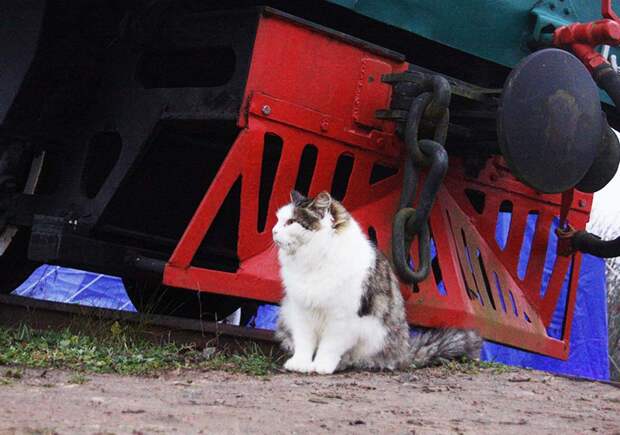 ЖД — хобби, ставшее делом жизни. Спецкор Vgudok поздравил музей Тёсово-Нетыльской узкоколейки с десятилетним юбилеем
