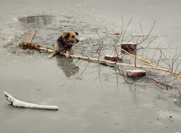 Спасение собаки, угодившей в ледяную ловушку (8 фото)