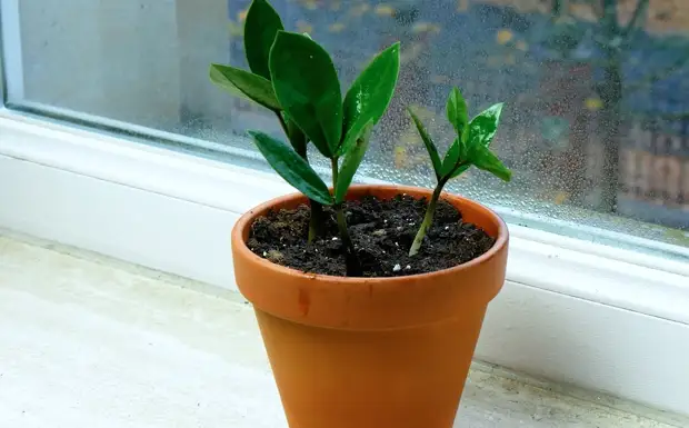 Размножаем комнатные растения черенками – вот как это работает!
