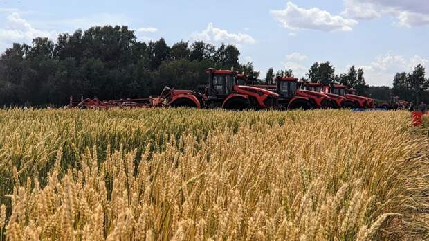 Уборка урожая в Алтайском крае / Фото: Екатерина Смолихина / amic.ru