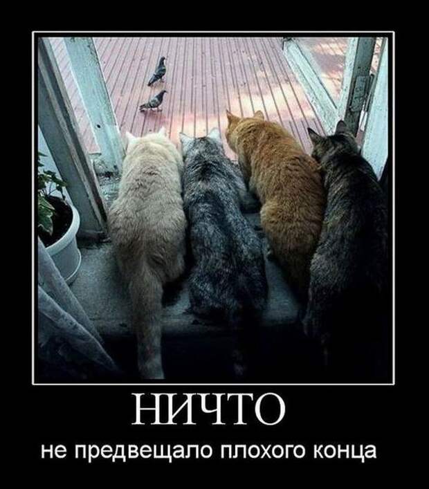 Картинки по запросу ржачные демотиваторы
