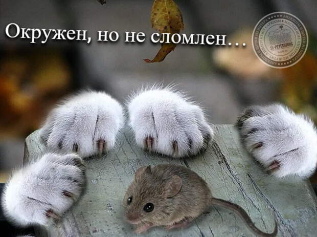 Окружен, но не сломлен...