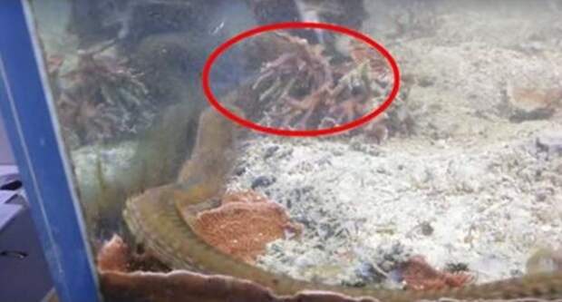 Вот что мужчина обнаружил в аквариуме, который не чистили два года животные, жизнь, истории, удивительное