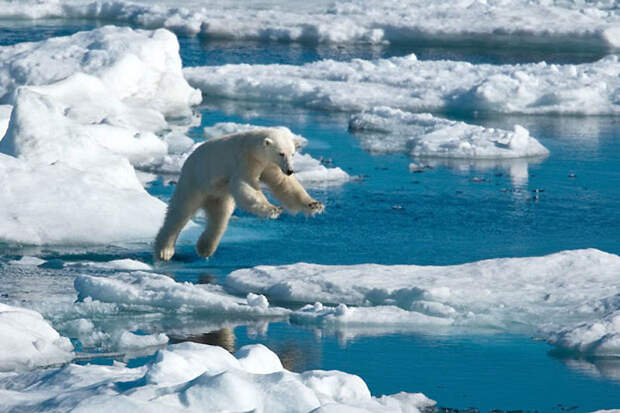 Фотография: Животные в полете №14 - BigPicture.ru