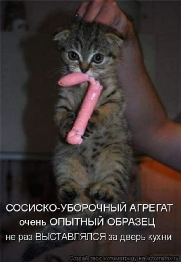 Котоматрица свежак (26 фото)