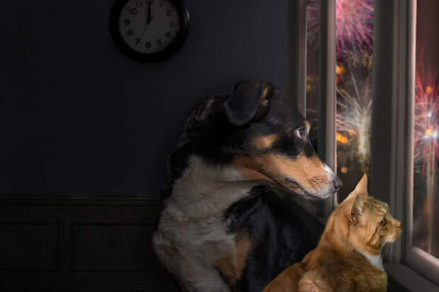 Кинолог Голубев: важно не оставлять питомцев одних в новогоднюю ночь