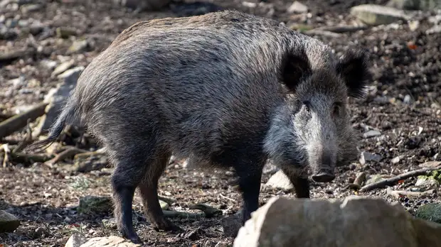 В Южной Корее заявили о росте числа случаев заражения АЧС