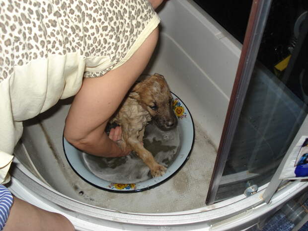 И ванные процедуры... #находка, #собака, #спасение