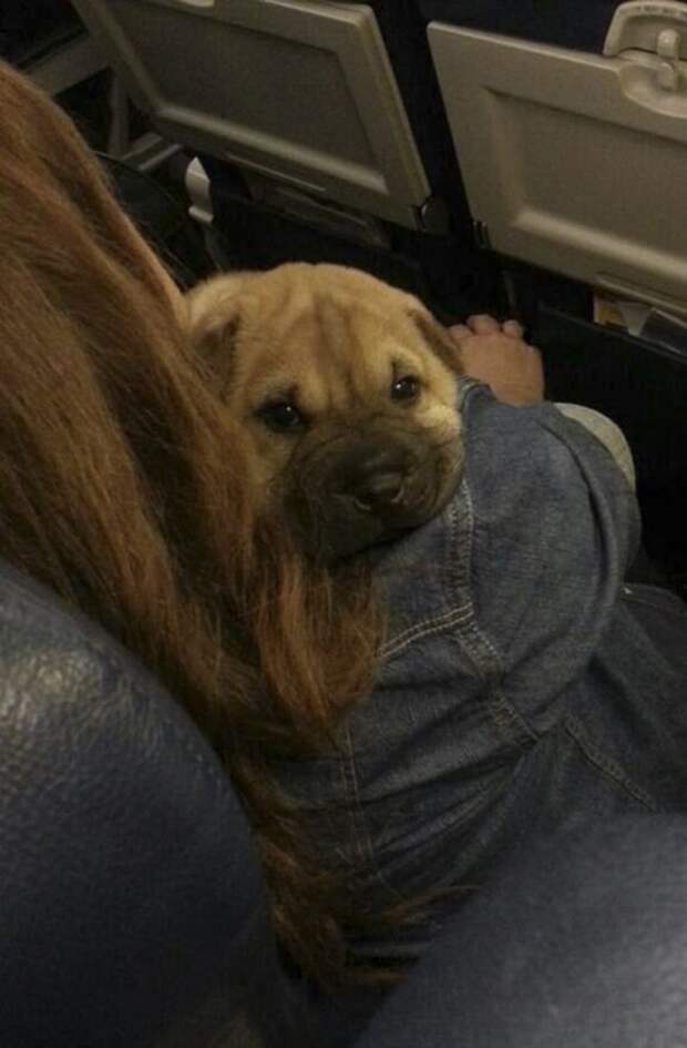 Lol Who Brings A Dog On The Plane? I Didnt Even Know That Was Allowed? Lol Who Brings A Dog On The Plane? I Didnt Even Know That Was Allowed?